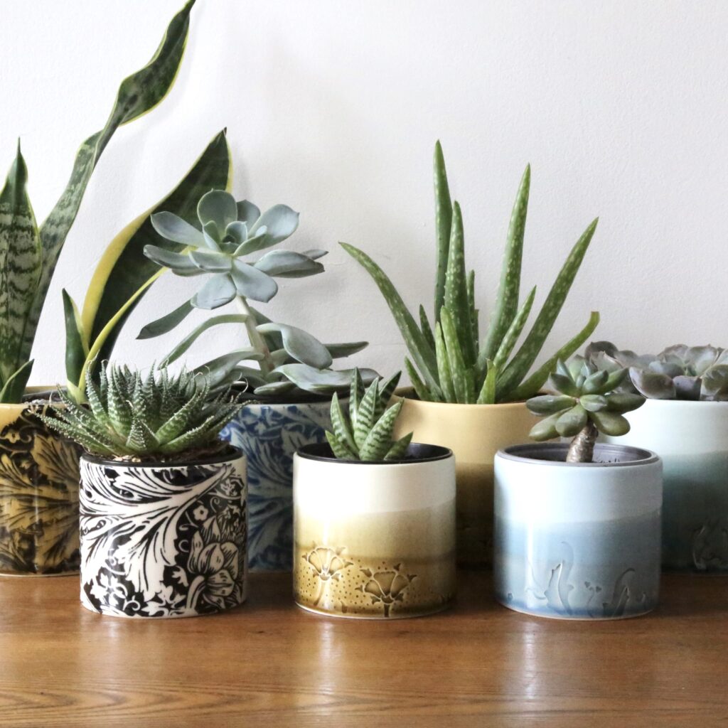 Group of ceramic plant pots with various plants inside each